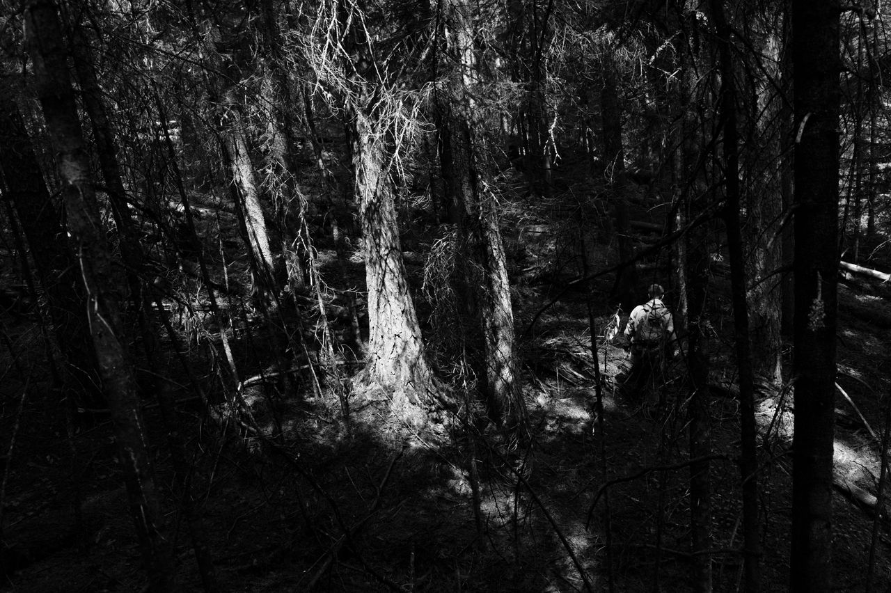 services-02 A person stands amidst a dense, shadowy forest, creating a mysterious and moody atmosphere.